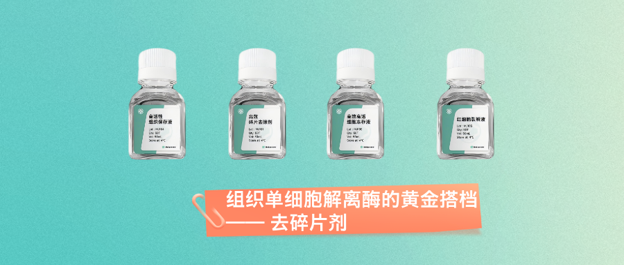 告别碎片干扰！组织单细胞解离酶的黄金···