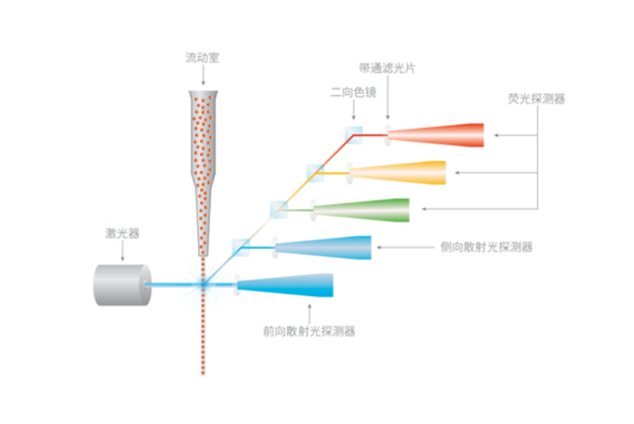  流式细胞实验