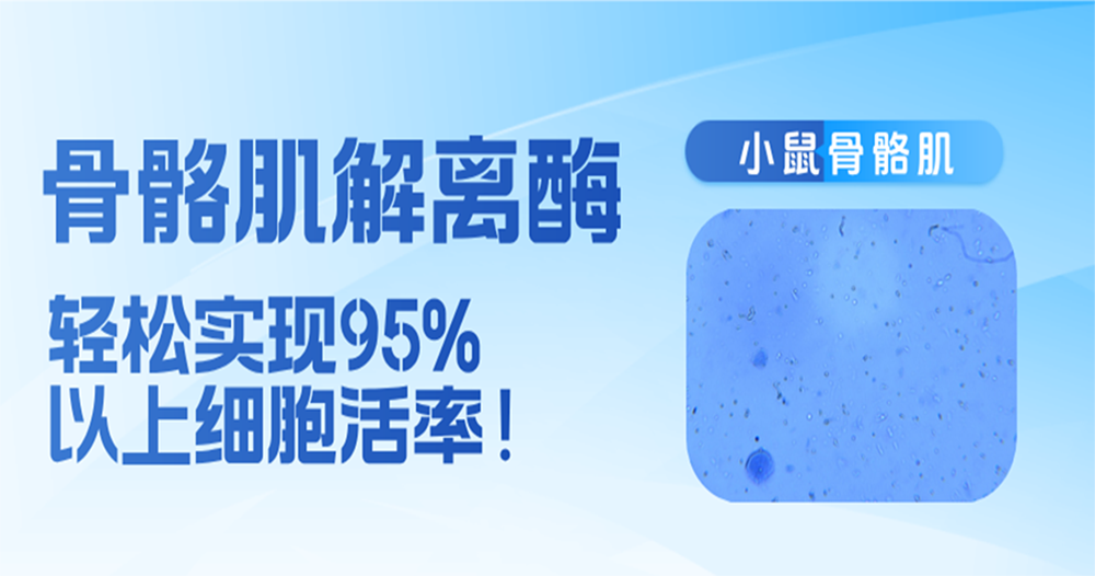 骨骼肌组织单细胞解离酶——让手工制备···