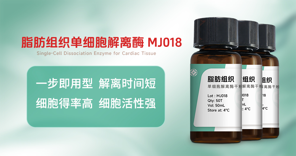 攻克脂肪解离难关！MJ018脂肪组织···
