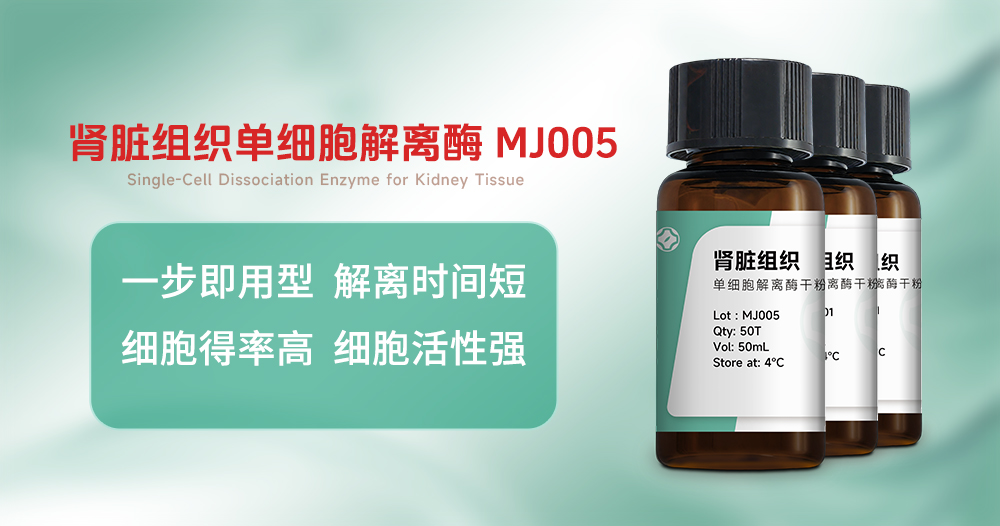肾脏组织单细胞解离酶 MJ005.jpg