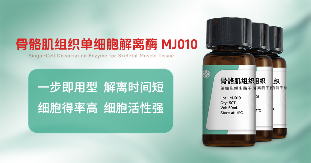 骨骼肌组织单细胞解离酶MJ010：以···