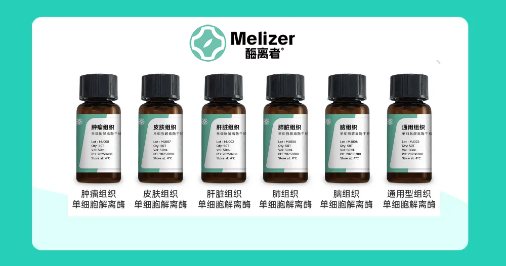 破解生物酶“低活结团”魔咒！酶离者组织单细胞解离酶实现高效解离与95%高活留存