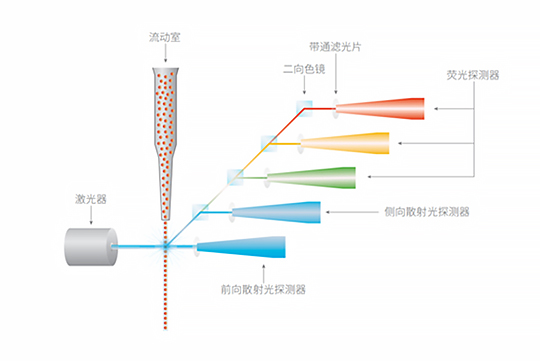 流式细胞实验